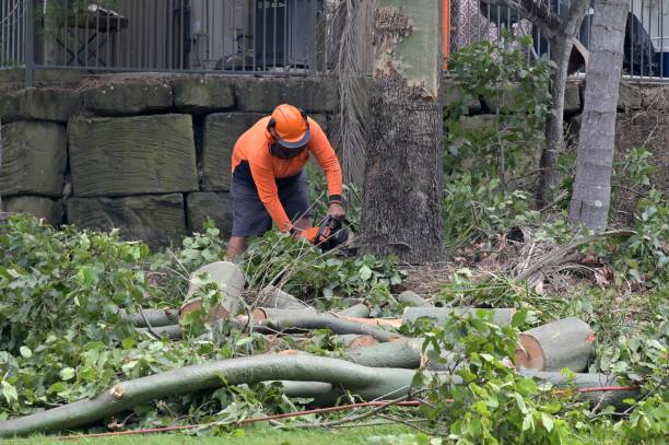 The Steps Involved in Our Tree Care Process in New Madison, OH